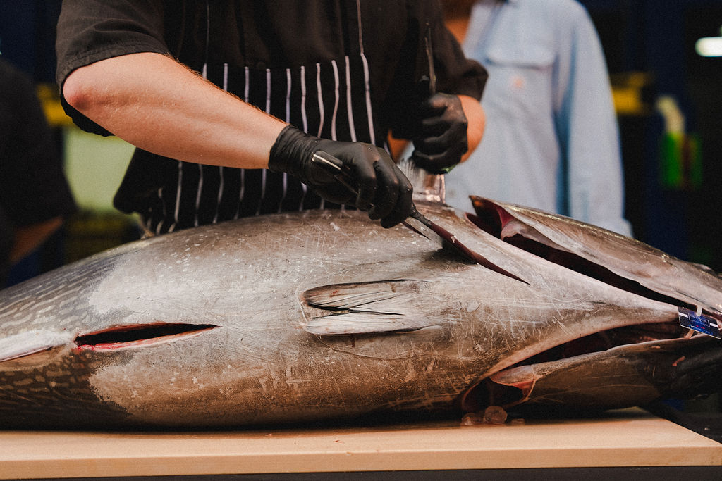 An itamae in black gloves opening a whole bluefin on the board.